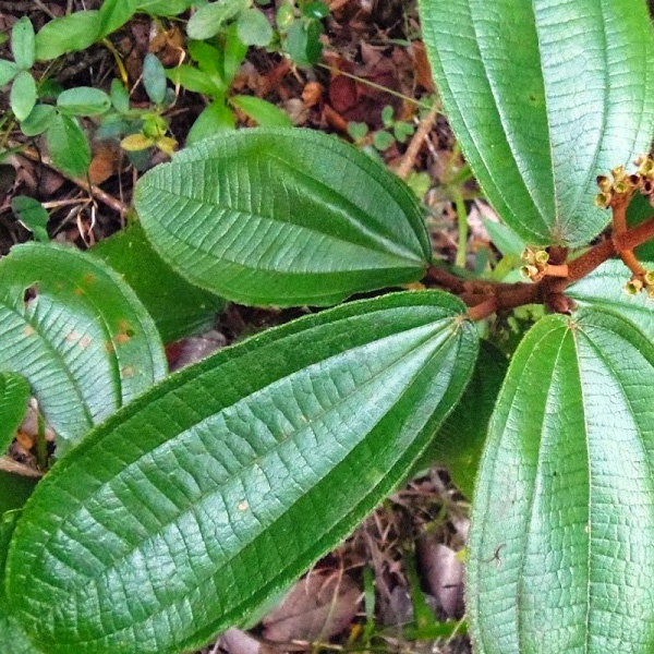 10 Canela De Velho Remedies For Better Health