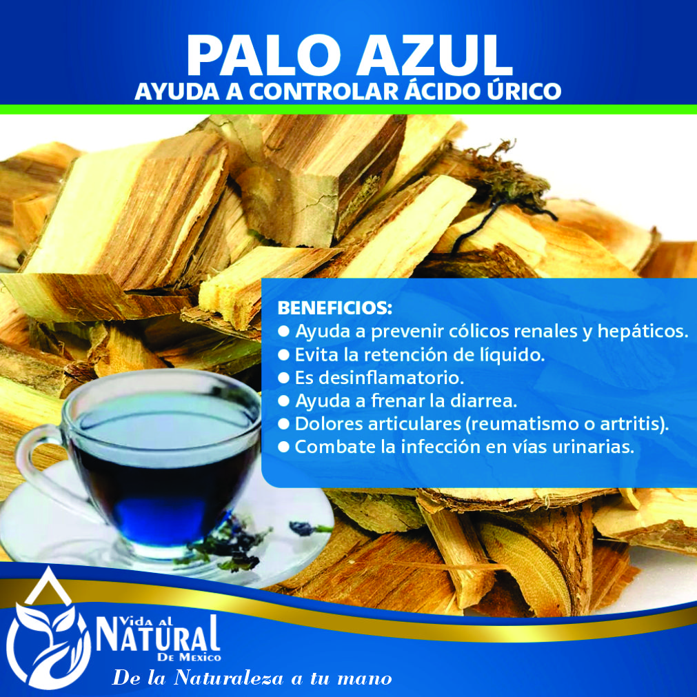 10 Contraindicaciones Del Palo Azul Para Evitar Riesgos 10 Contraindicaciones Del Palo Azul Para Evitar Riesgos