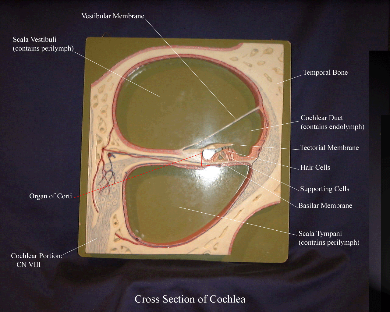 12 Cochlea Cross Sections Revealed