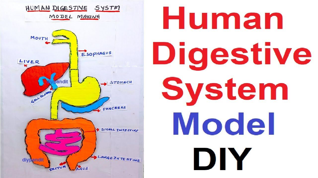 12 Digestive System 3D Models For Better Understanding