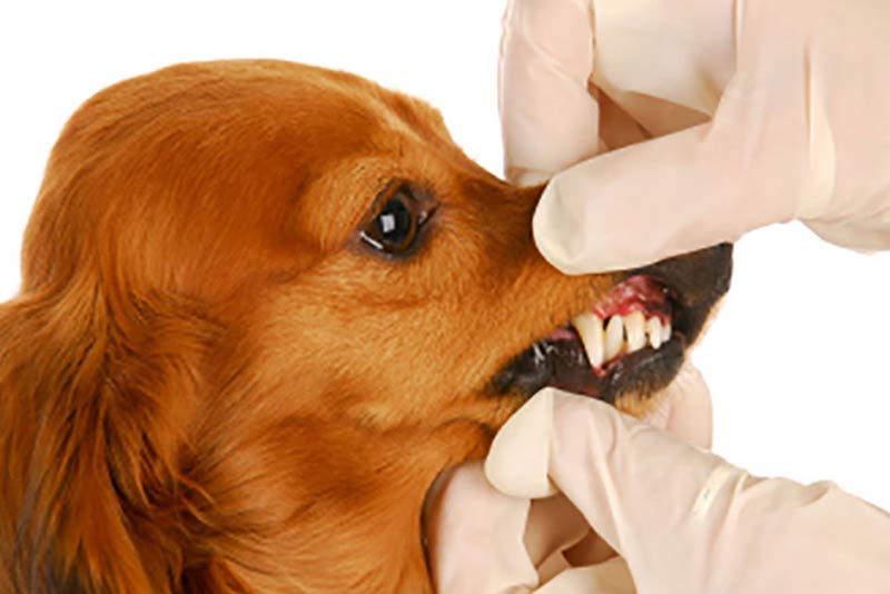 12+ Gum Care Secrets To Prevent Tooth Issues