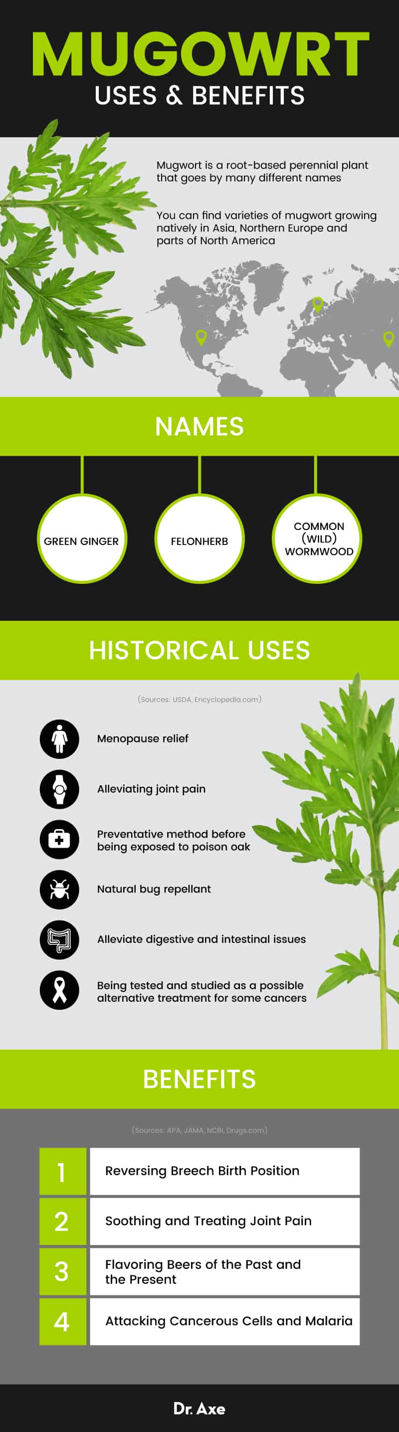 12+ Mugwort Oil Uses For Natural Healing