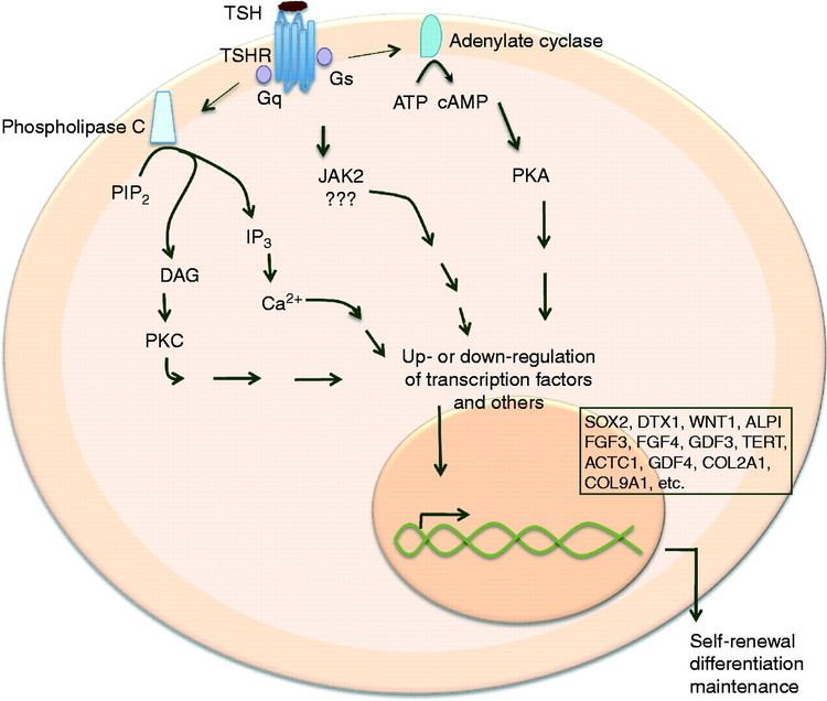 12 Thyrotropin Receptor Ab Insights For Better Health