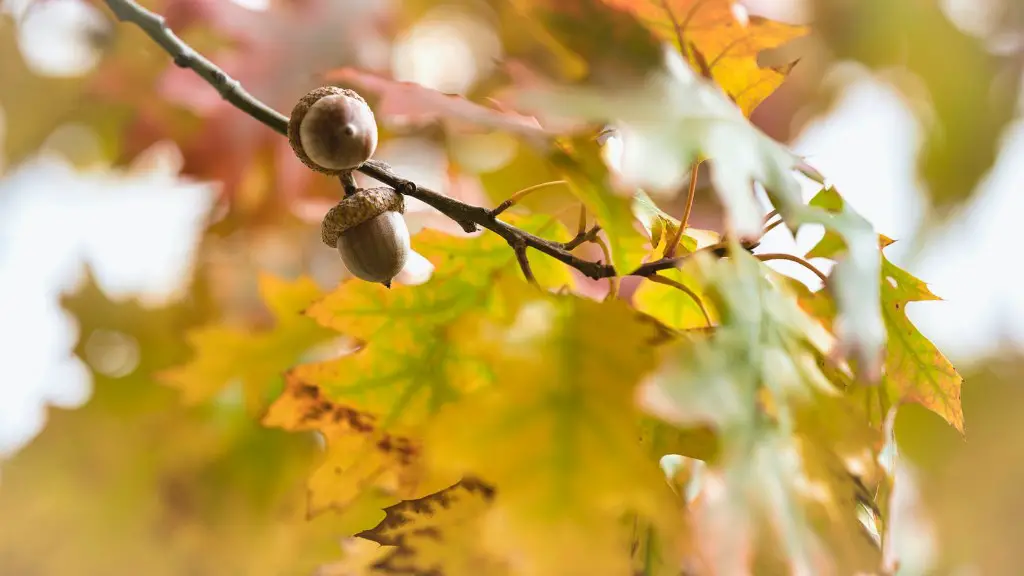 Are Pumpkin Seeds Tree Nuts