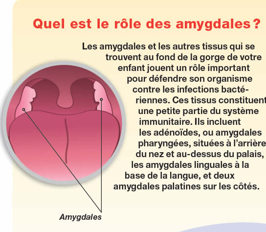 Boule Blanche Amygdale: Mastering Treatment Options