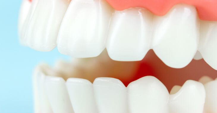 Canine Teeth In Humans