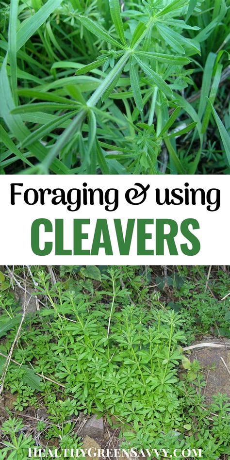 Cleaver Plant Benefits