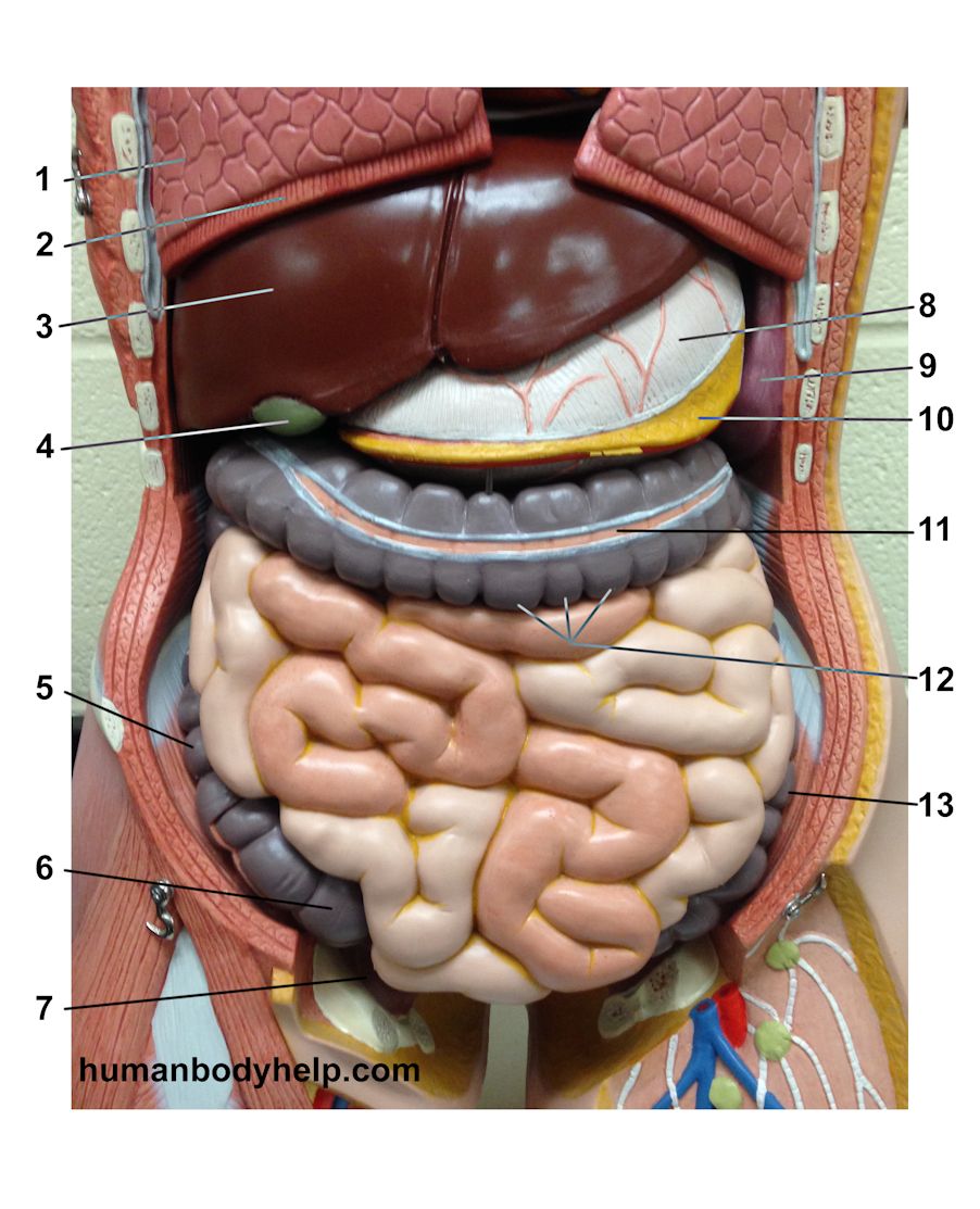 Digestive System Model