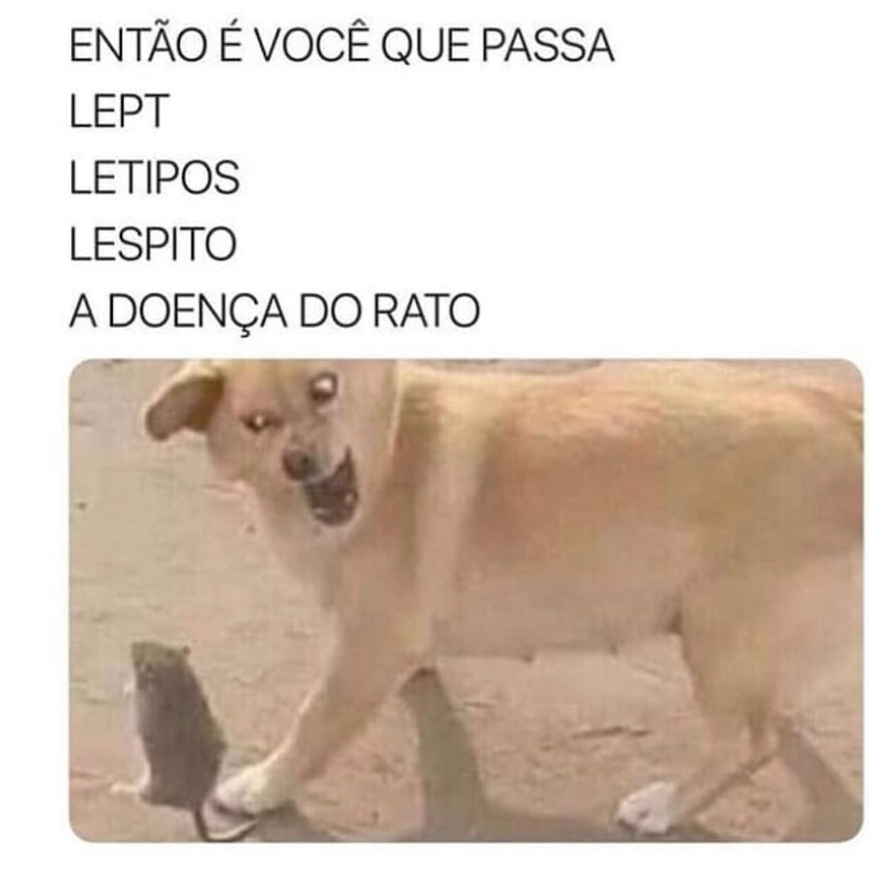 Doença Que Rato Transmite