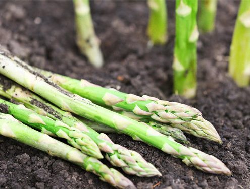 Extract Of Asparagus