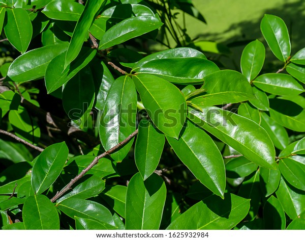 Feuille De Corossol Danger