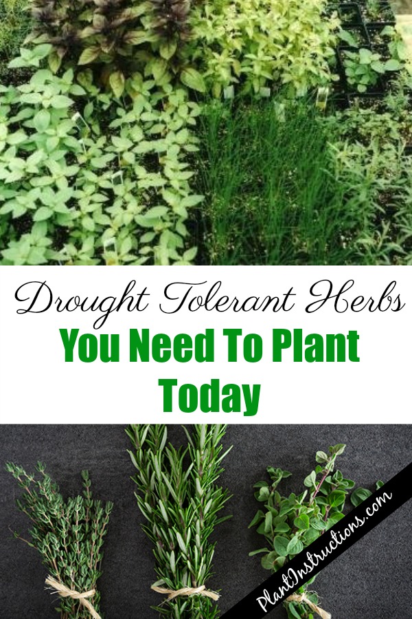 Herbs For Dryness