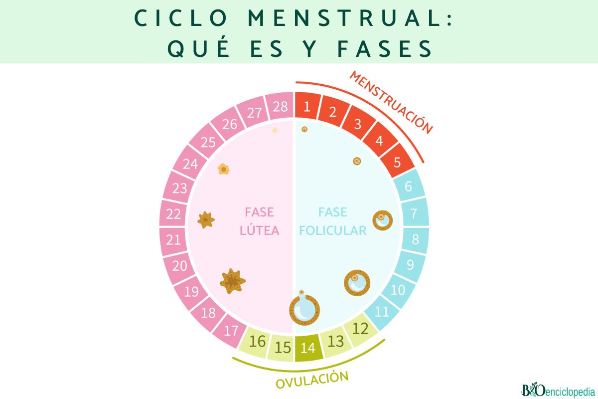 How Long Do Fases Del Ciclo Menstrual Last? Get Answers