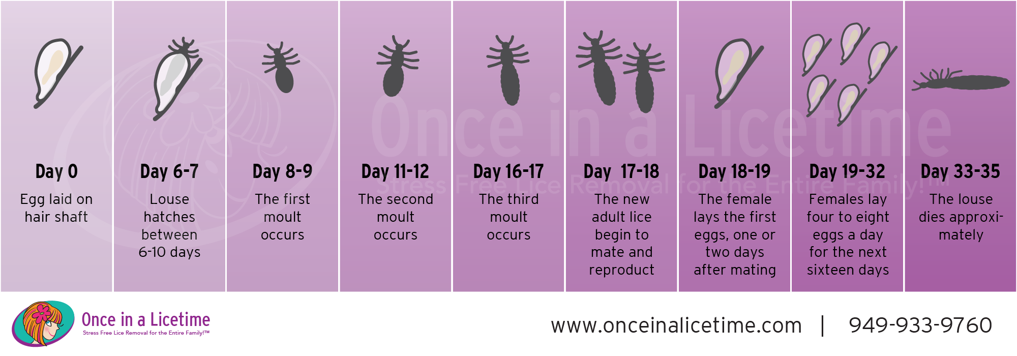 Lice Life Cycle Pictures