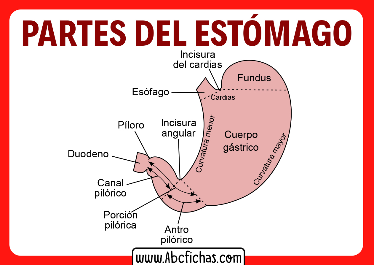 Liquidos Del Estomago