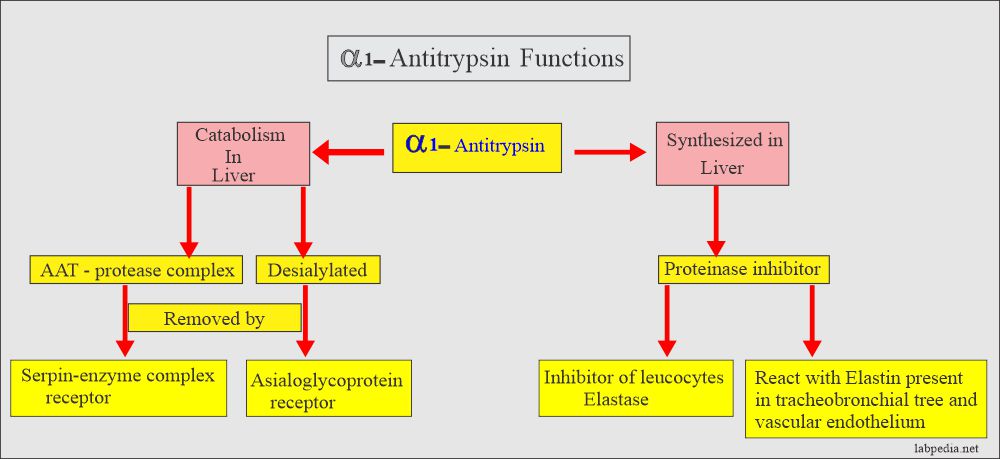 Normal Alpha 1 Antitrypsin Level