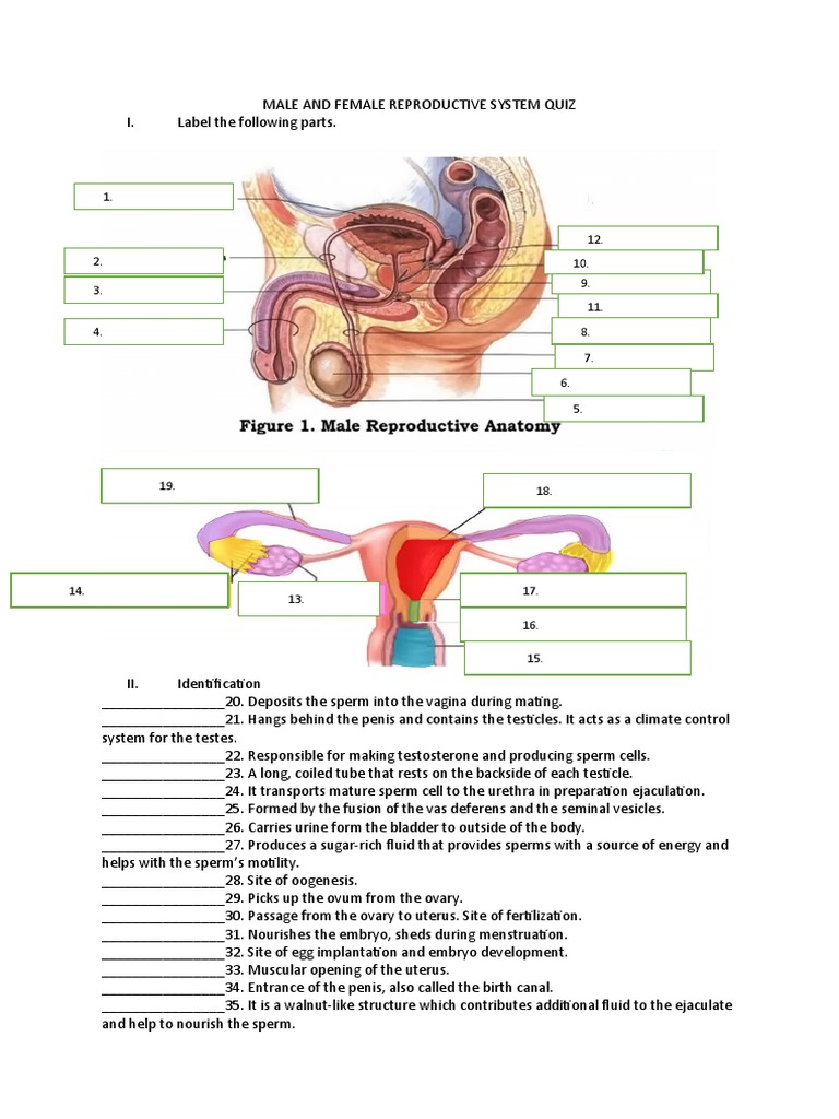Organ System Quiz