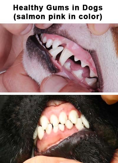 Pale Colored Gums