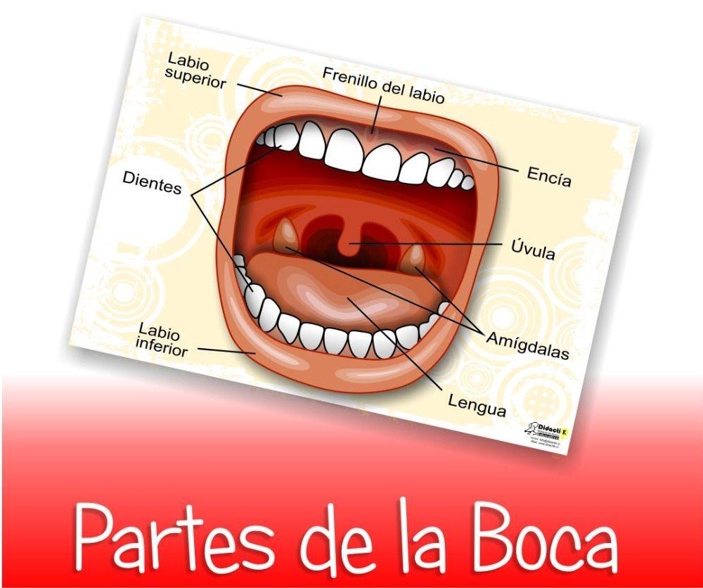 Partes De Boca
