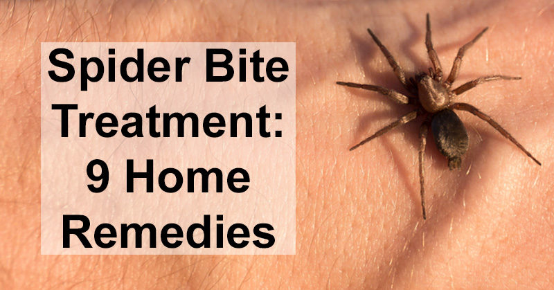 Scorpion Spider Bite: Symptoms And Treatment