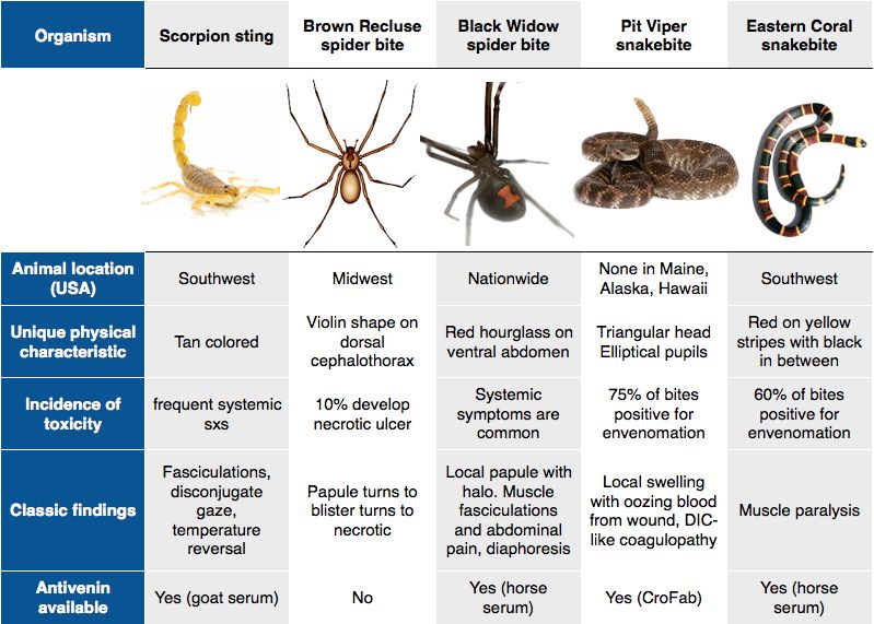 Scorpion Spider Bite