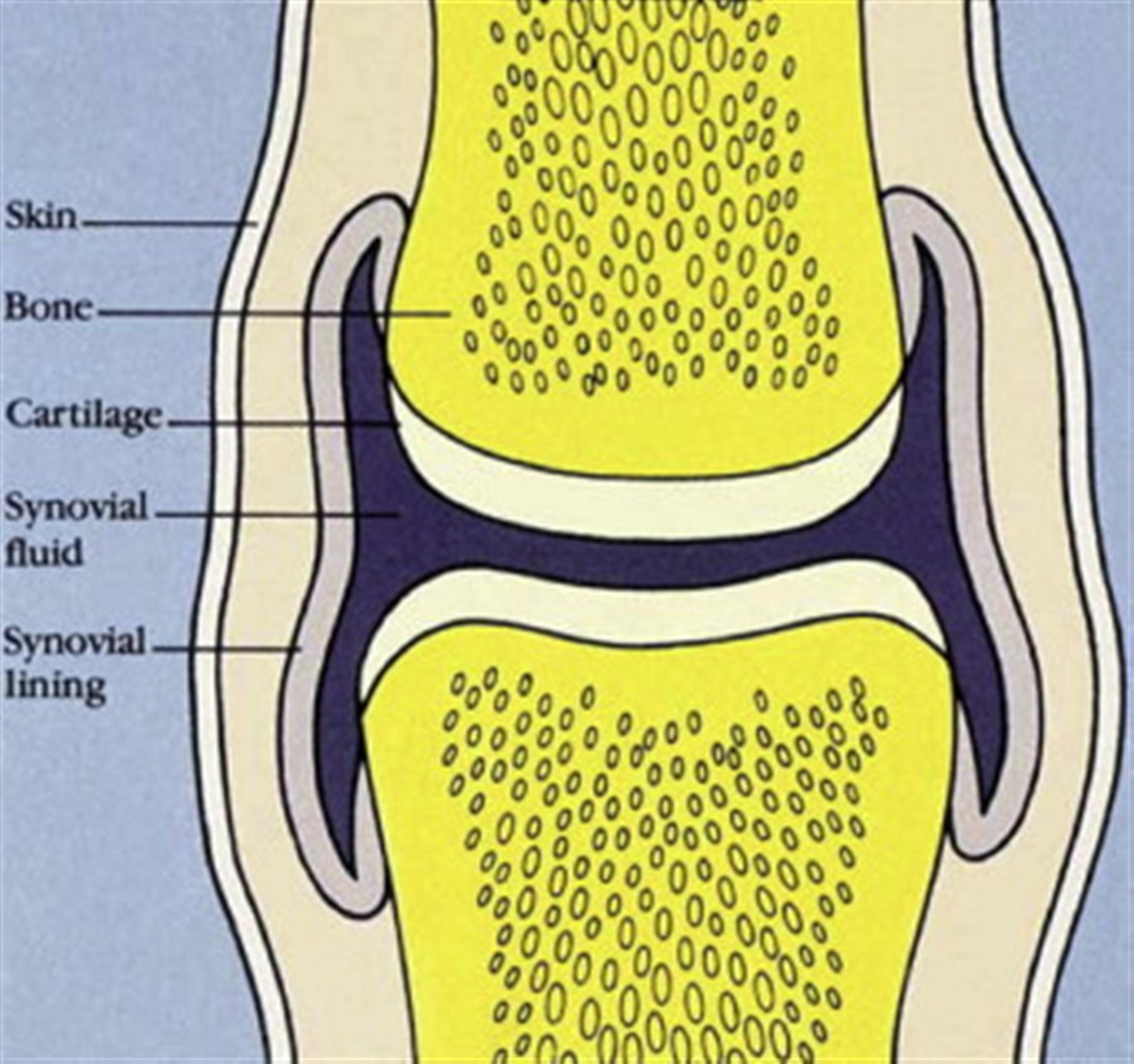 Synovial Fluid Supplements