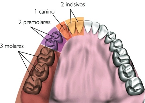 Tipos De Dientes