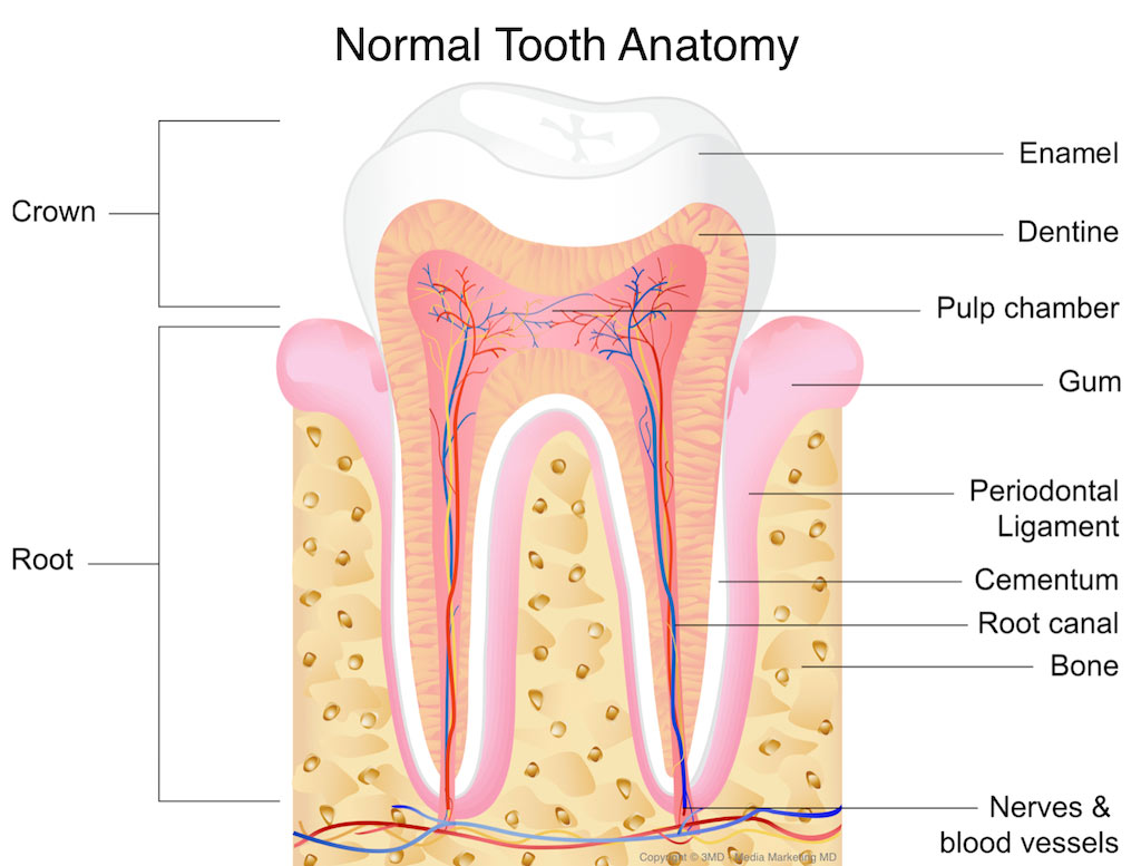 Tooth Nerve Damage Repair Guide