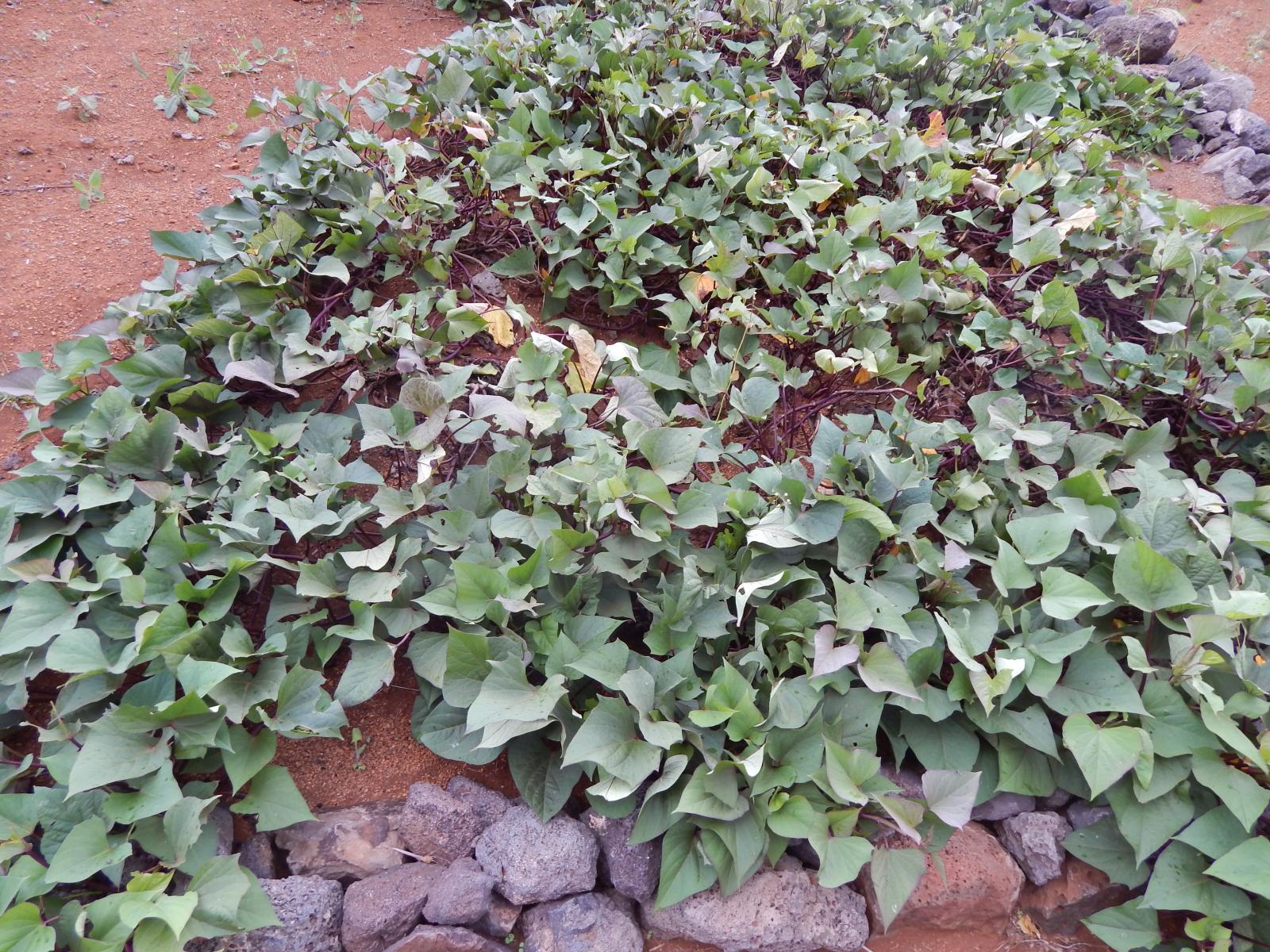 What Are Camote Benefits? Improve Health
