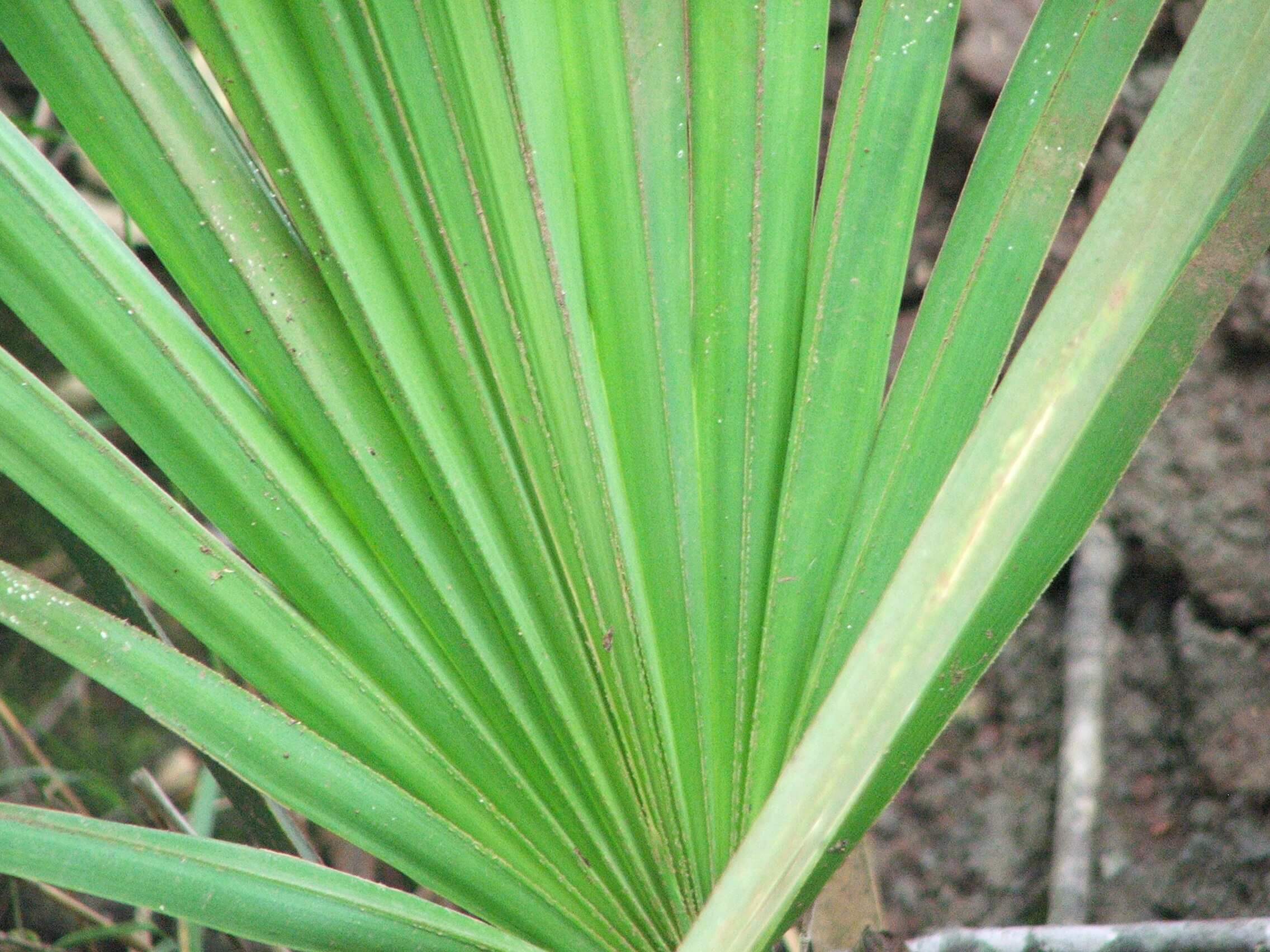 What Are Saw Palmetto Benefits? Natural Relief